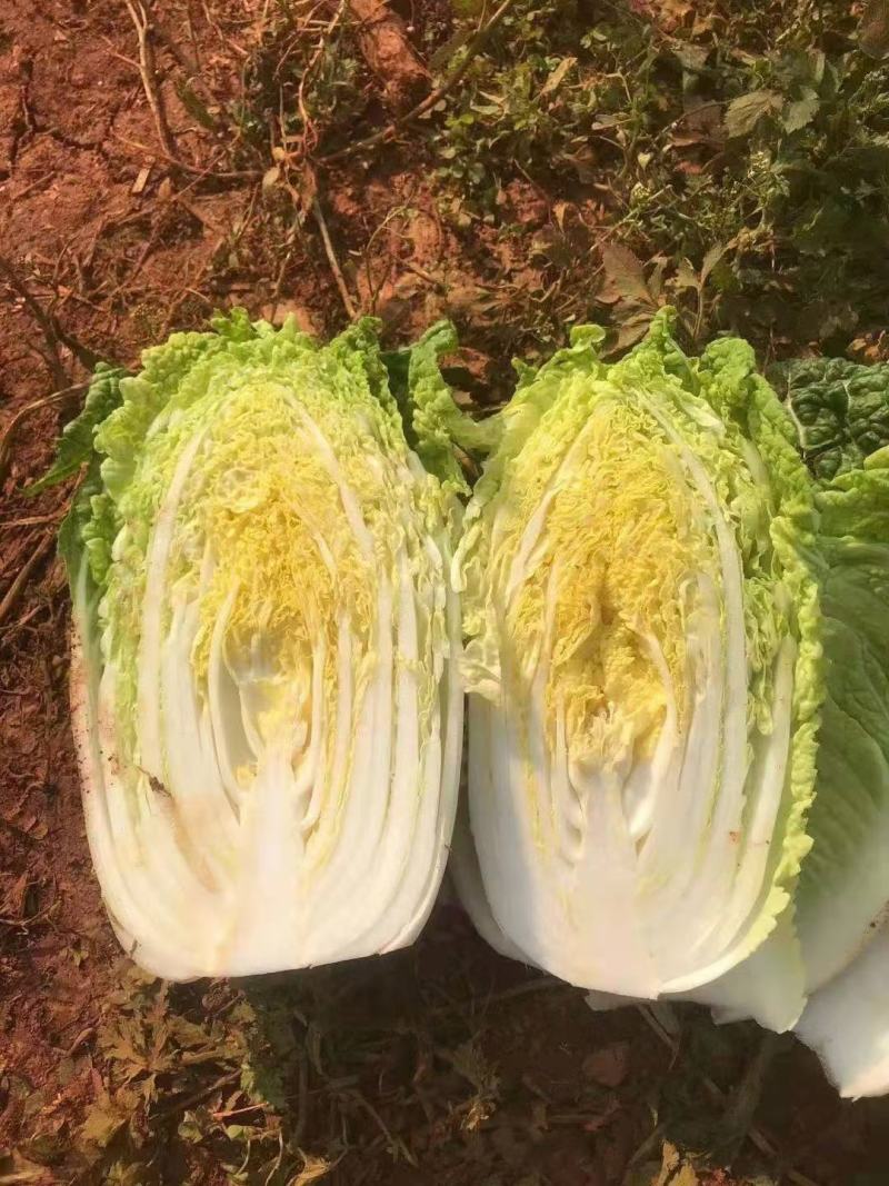 精品大娃娃菜