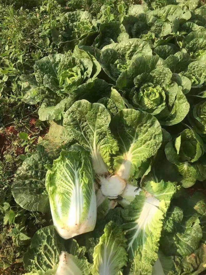 精品大娃娃菜