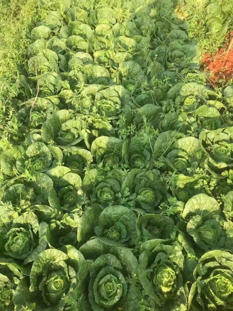 精品大娃娃菜