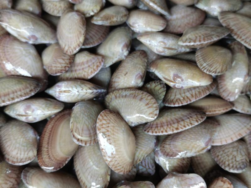 油甲、花甲
