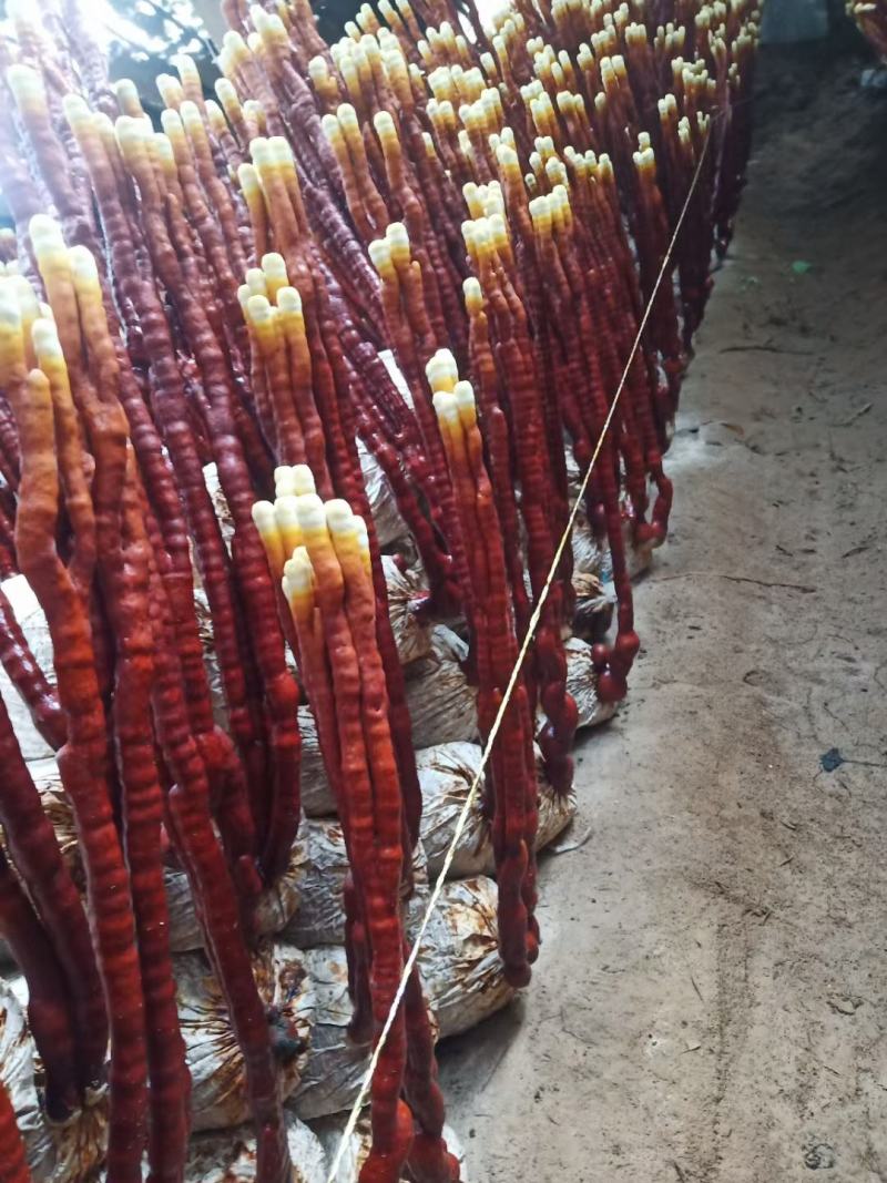 灵芝，灵芝草，鹿角灵芝，畸形灵芝，灵芝仙草，