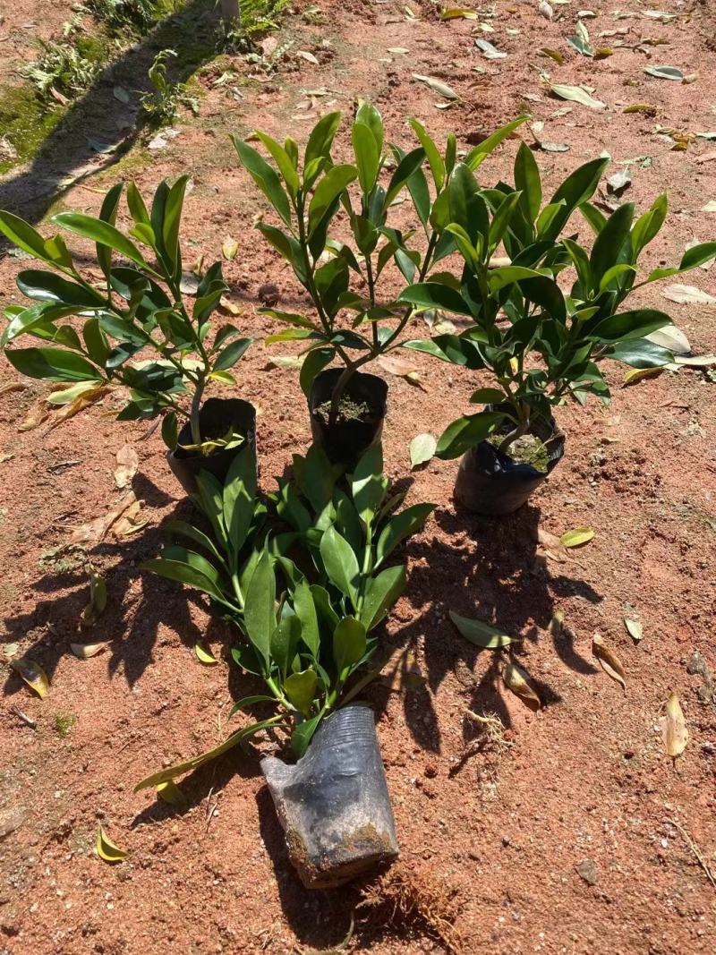 非洲茉莉(灰莉)地苗、袋苗、球苗应有尽有