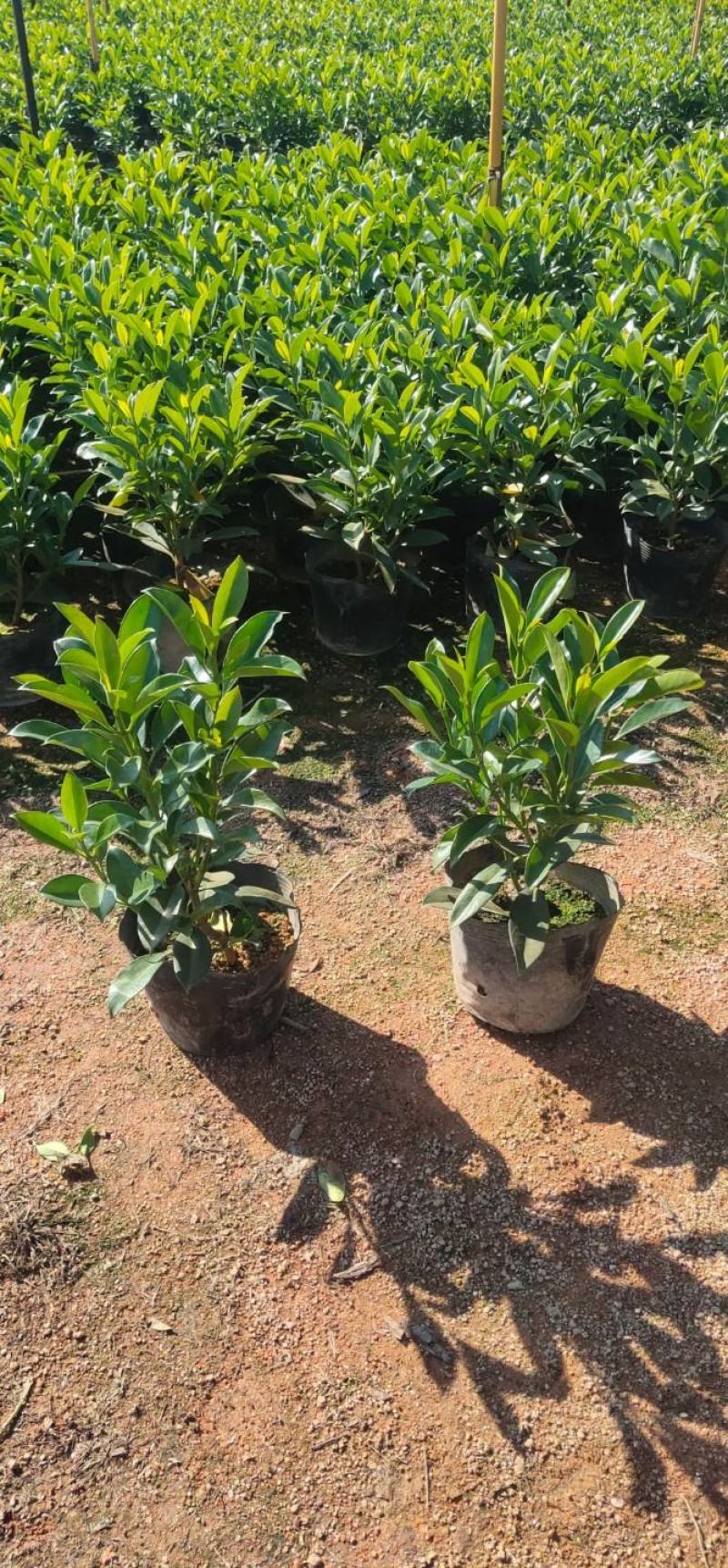 非洲茉莉(灰莉)地苗、袋苗、球苗应有尽有