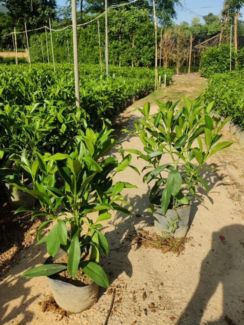 非洲茉莉(灰莉)地苗、袋苗、球苗应有尽有