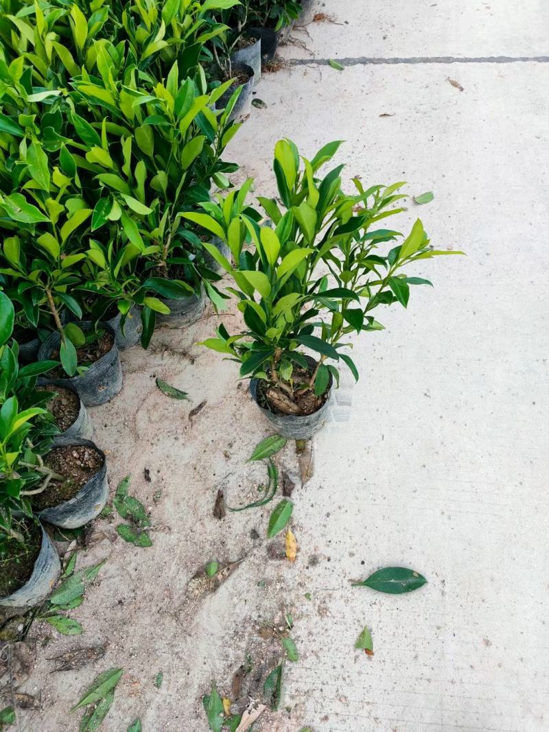 非洲茉莉(灰莉)地苗、袋苗、球苗应有尽有