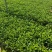 非洲茉莉(灰莉)地苗、袋苗、球苗应有尽有