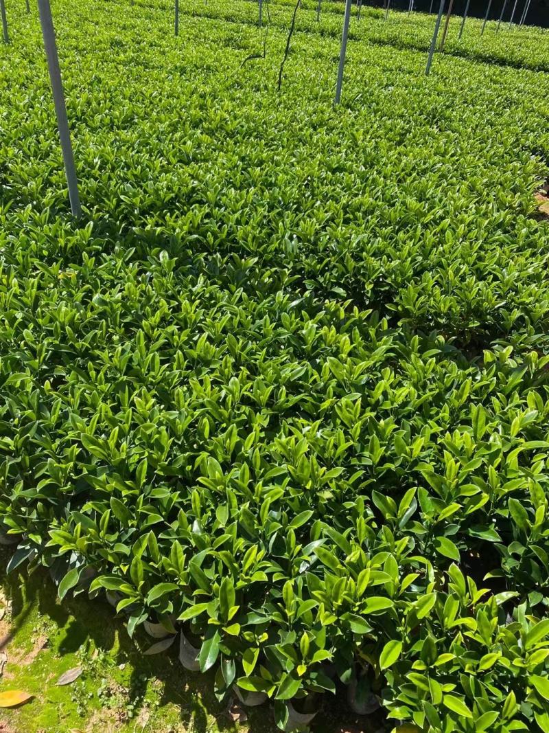 非洲茉莉(灰莉)地苗、袋苗、球苗应有尽有