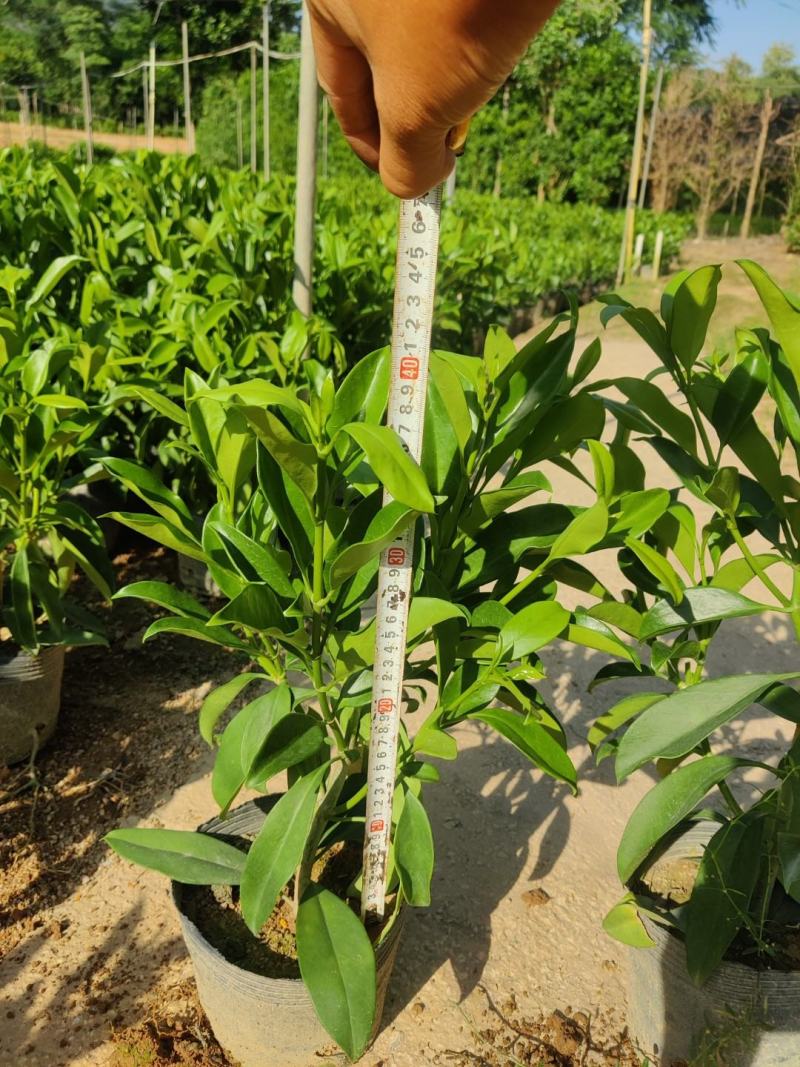 非洲茉莉(灰莉)地苗、袋苗、球苗应有尽有