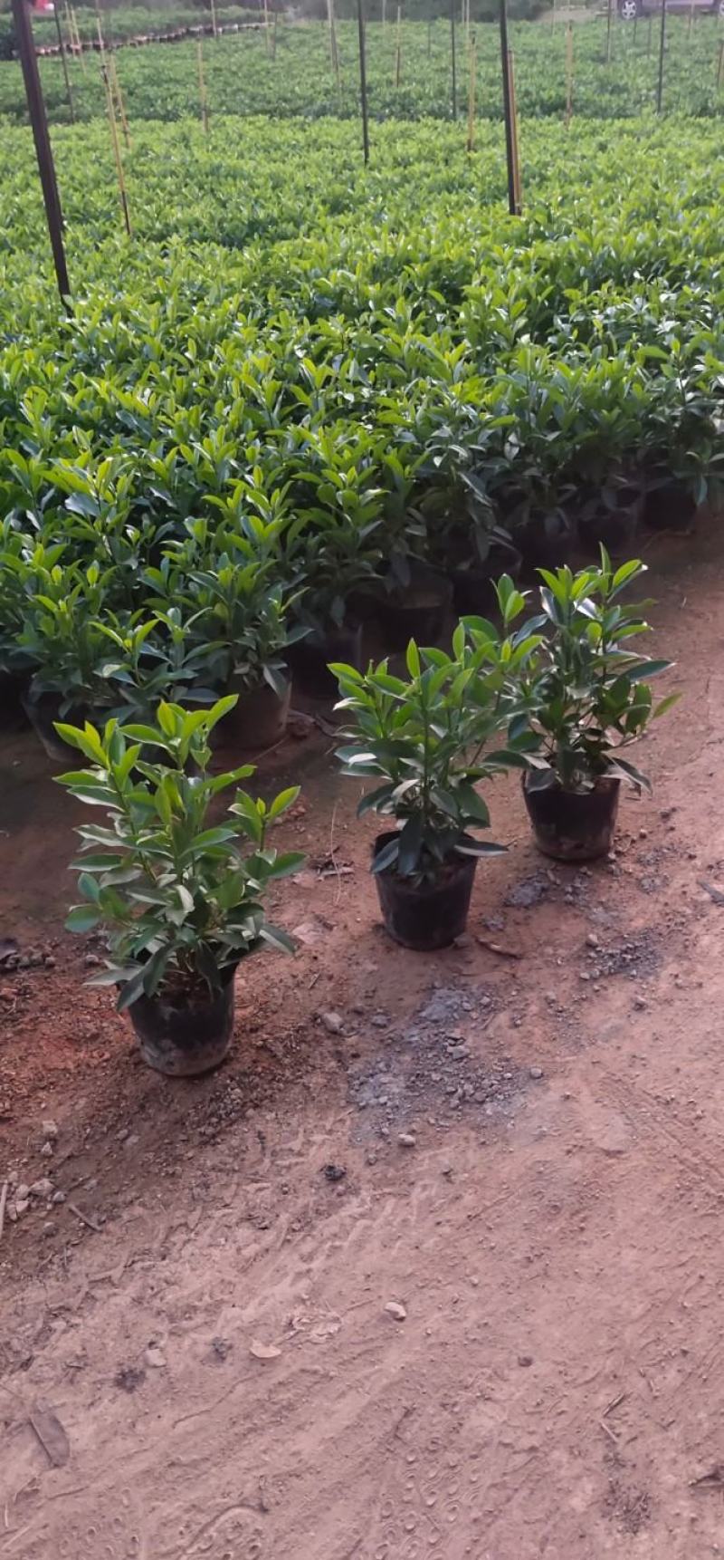 非洲茉莉(灰莉)地苗、袋苗、球苗应有尽有