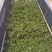 非洲茉莉(灰莉)地苗、袋苗、球苗应有尽有