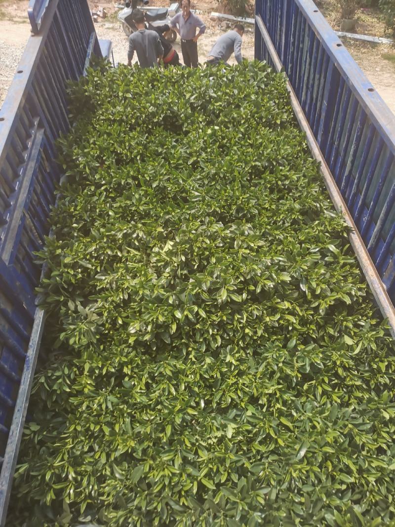非洲茉莉(灰莉)地苗、袋苗、球苗应有尽有