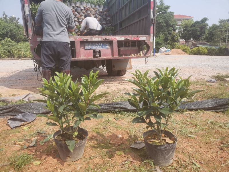 非洲茉莉(灰莉)地苗、袋苗、球苗应有尽有