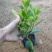 非洲茉莉(灰莉)地苗、袋苗、球苗应有尽有