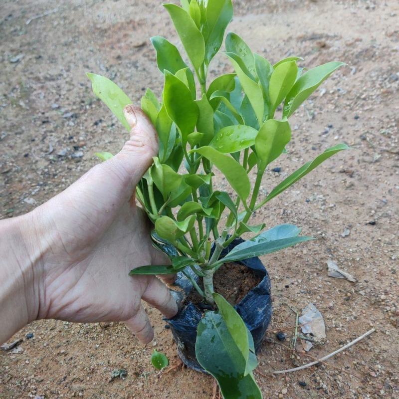 非洲茉莉(灰莉)地苗、袋苗、球苗应有尽有