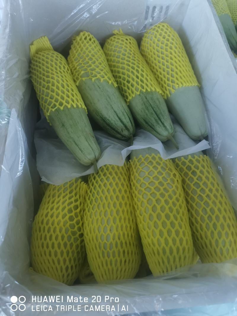 精选博洋九甜瓜口感脆甜绿皮白刚绿皮黄刚品种齐全