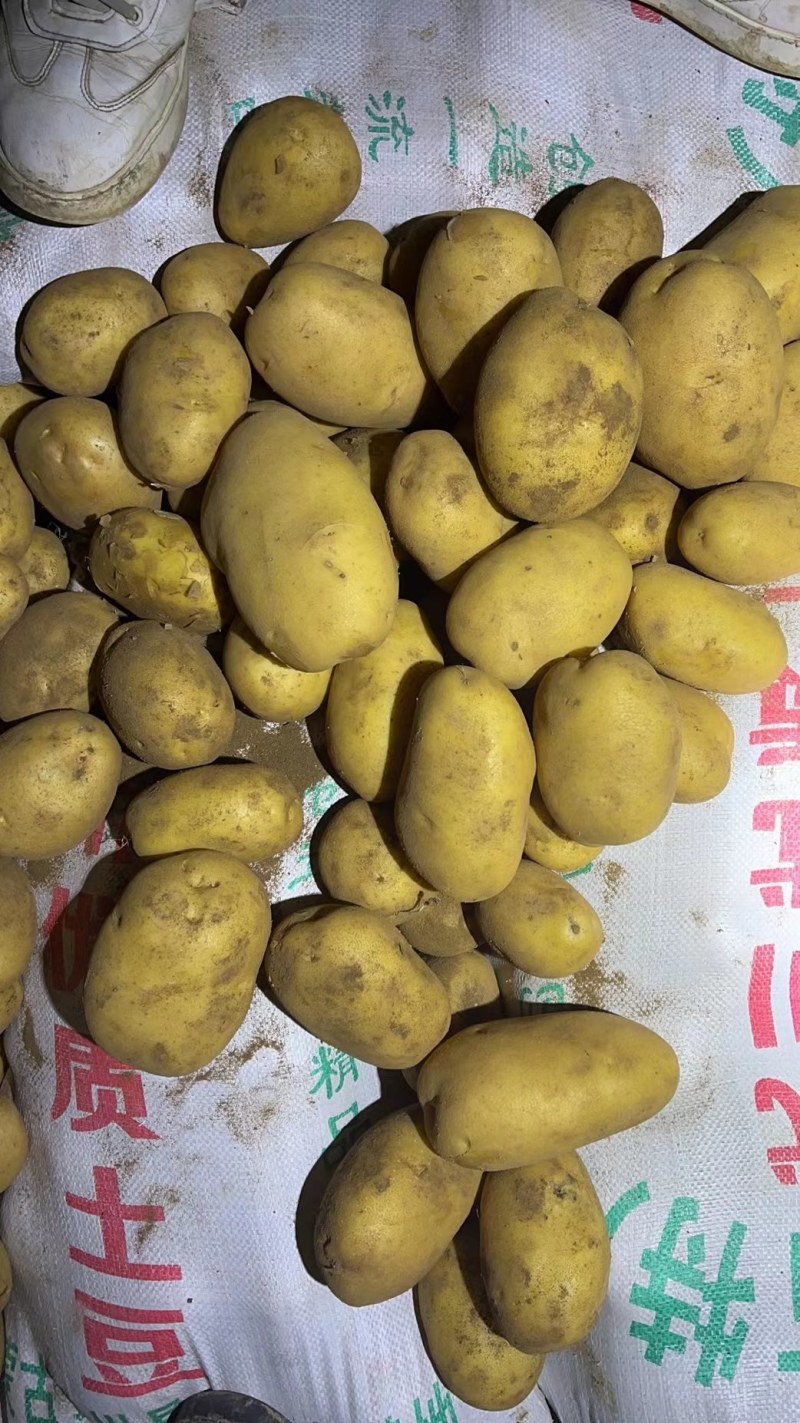 土豆