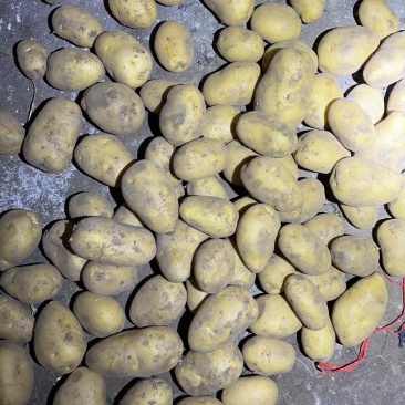 土豆