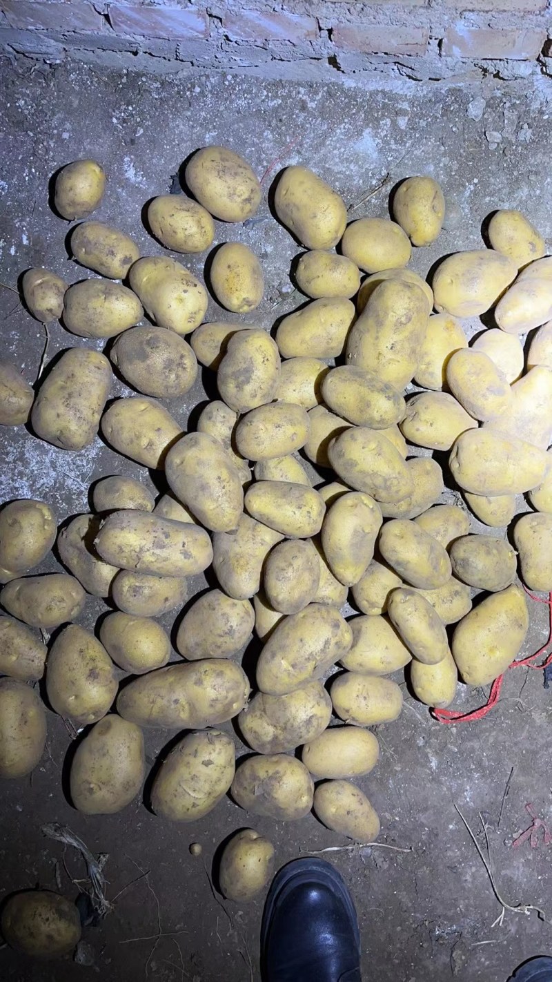 土豆