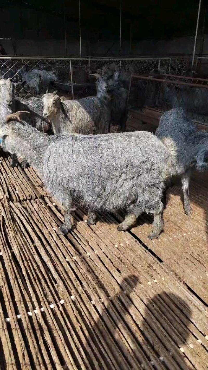 狗羊青山羊多胎多羔，一年两窝，每窝3-6只，全国可发货