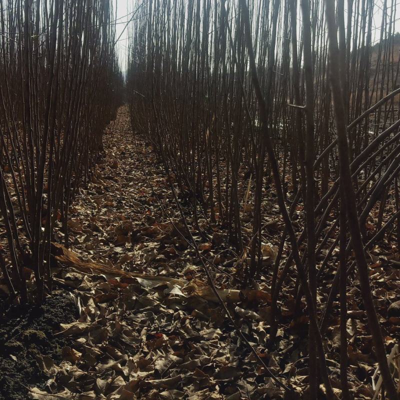 鸡心果苗现在开始起苗了，需要的客户抓紧联系