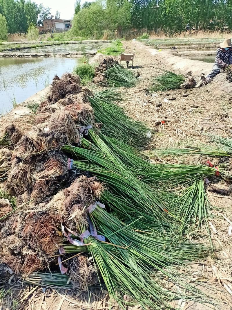 水葱自家基地一手货源大量现货，质量数量都有保证