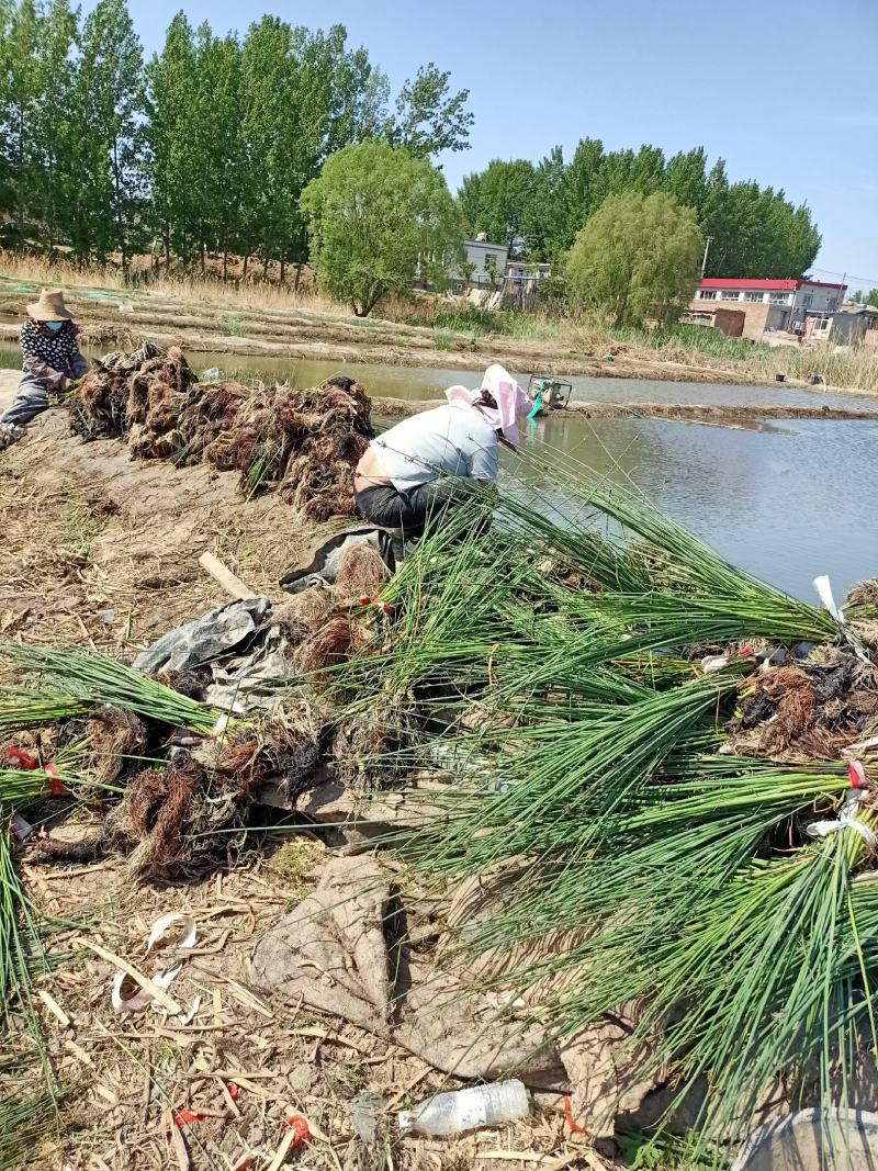 水葱自家基地一手货源大量现货，质量数量都有保证