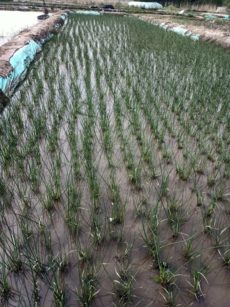 水葱自家基地一手货源大量现货，质量数量都有保证