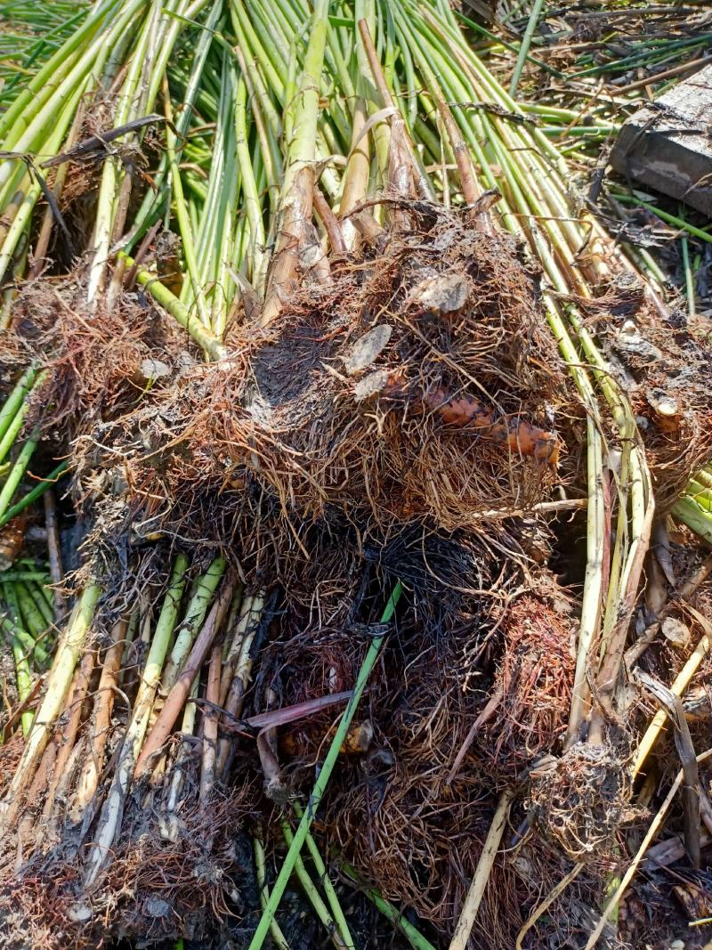 水葱自家基地一手货源大量现货，质量数量都有保证