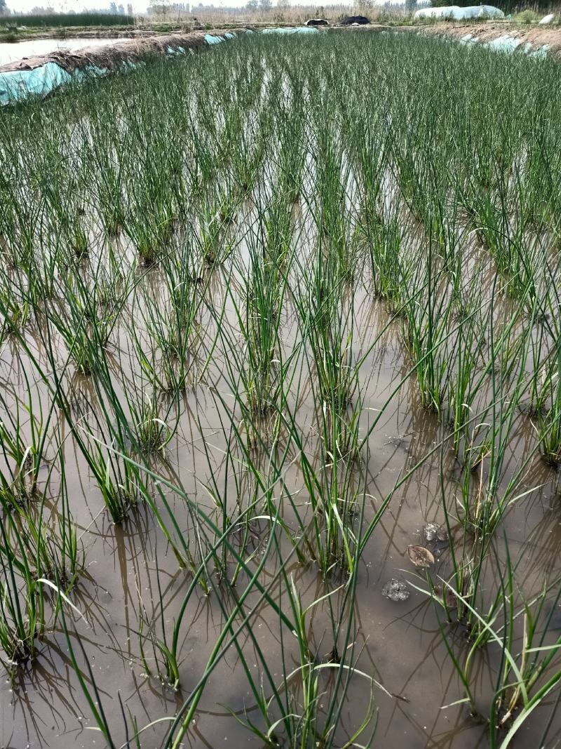 水葱自家基地一手货源大量现货，质量数量都有保证