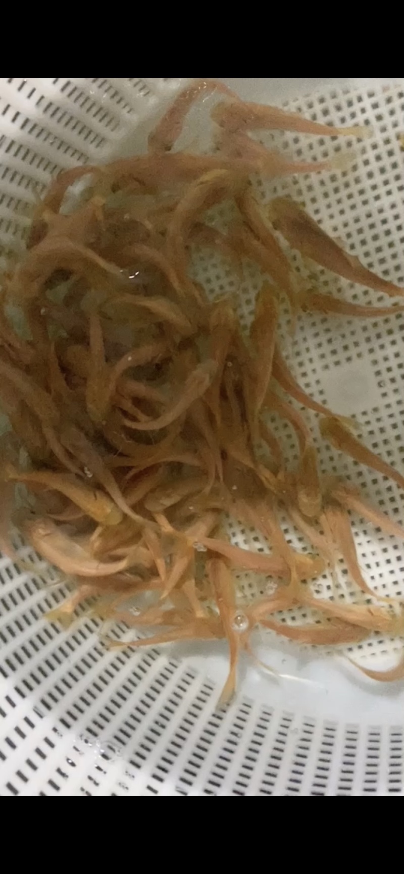 俄罗斯金鲩鱼苗，黄金草鱼苗，规格齐全，活跃生猛