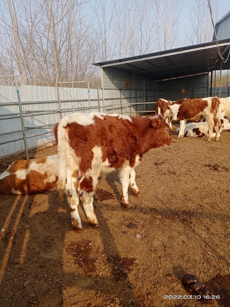 常年出售，西门塔尔牛，牛犊，怀孕母牛，种牛，纯种利木赞牛