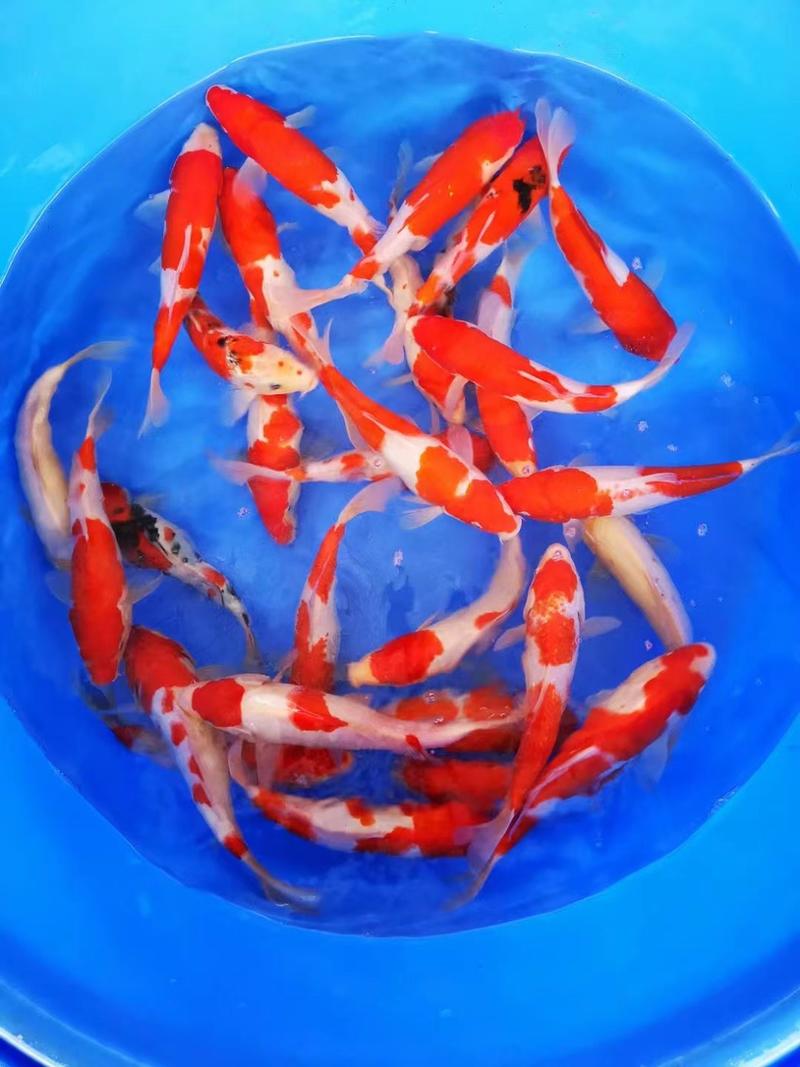 日本锦鲤鱼苗，红白三色的日本锦鲤鱼苗，大量现货出售
