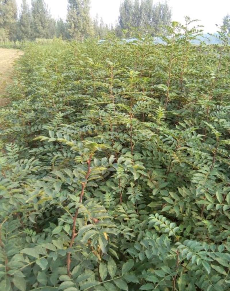 优质九叶青花椒苗基地直供货源充足诚信合作欢迎客户咨询