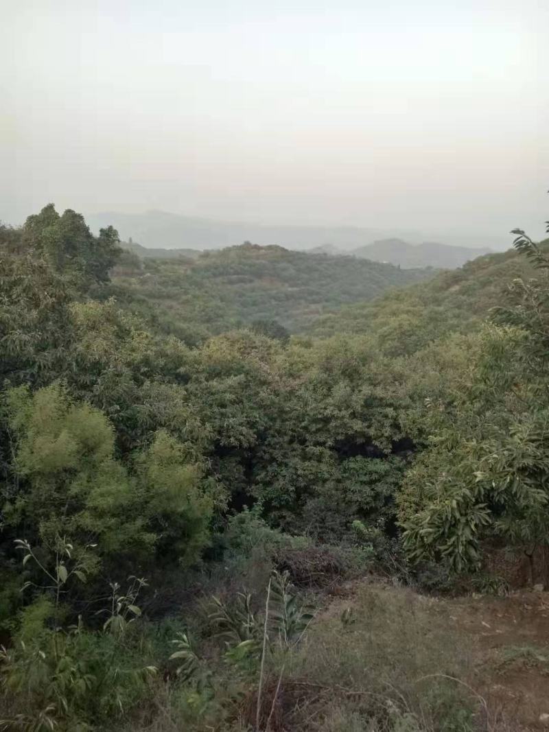 正迁西板栗标栗
