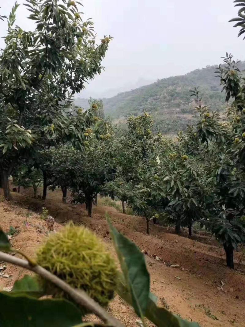 正迁西板栗标栗