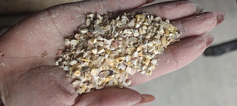 碎玉米厂家直销无土无沙无霉变适用于各大饲料厂，养殖户