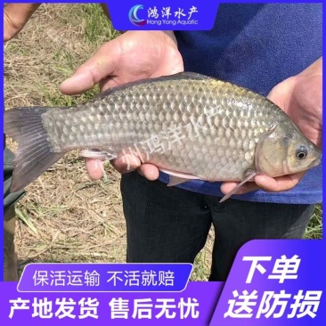 鲫鱼苗中科五号鲫鱼彭泽鲫黄金鲫异育银鲫丰产鲫鱼苗水花