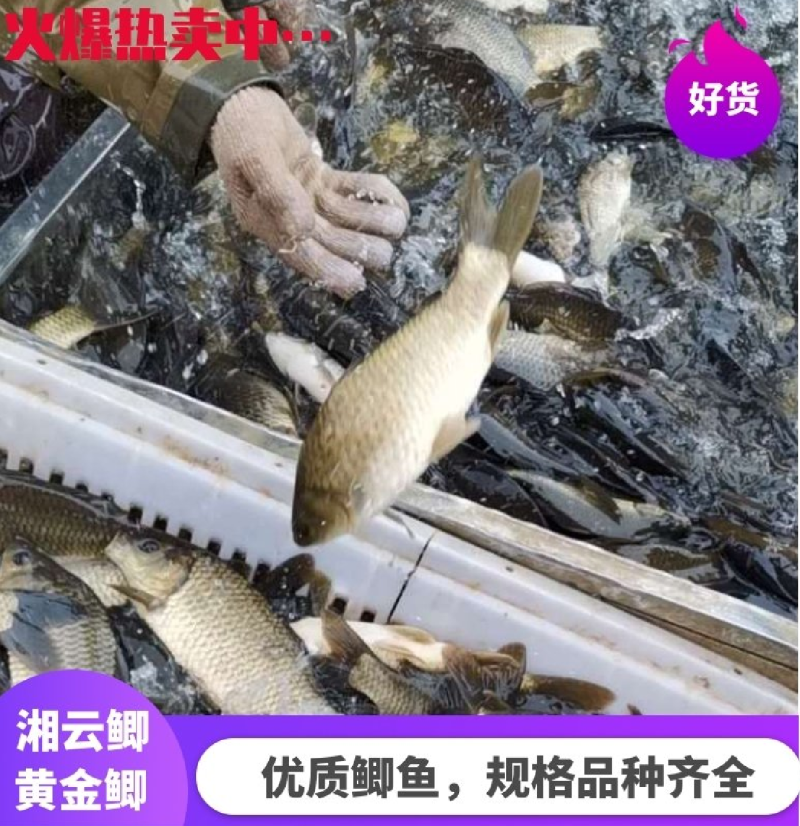 黄金鲫生长速度快淡水养殖货源充足品质保证