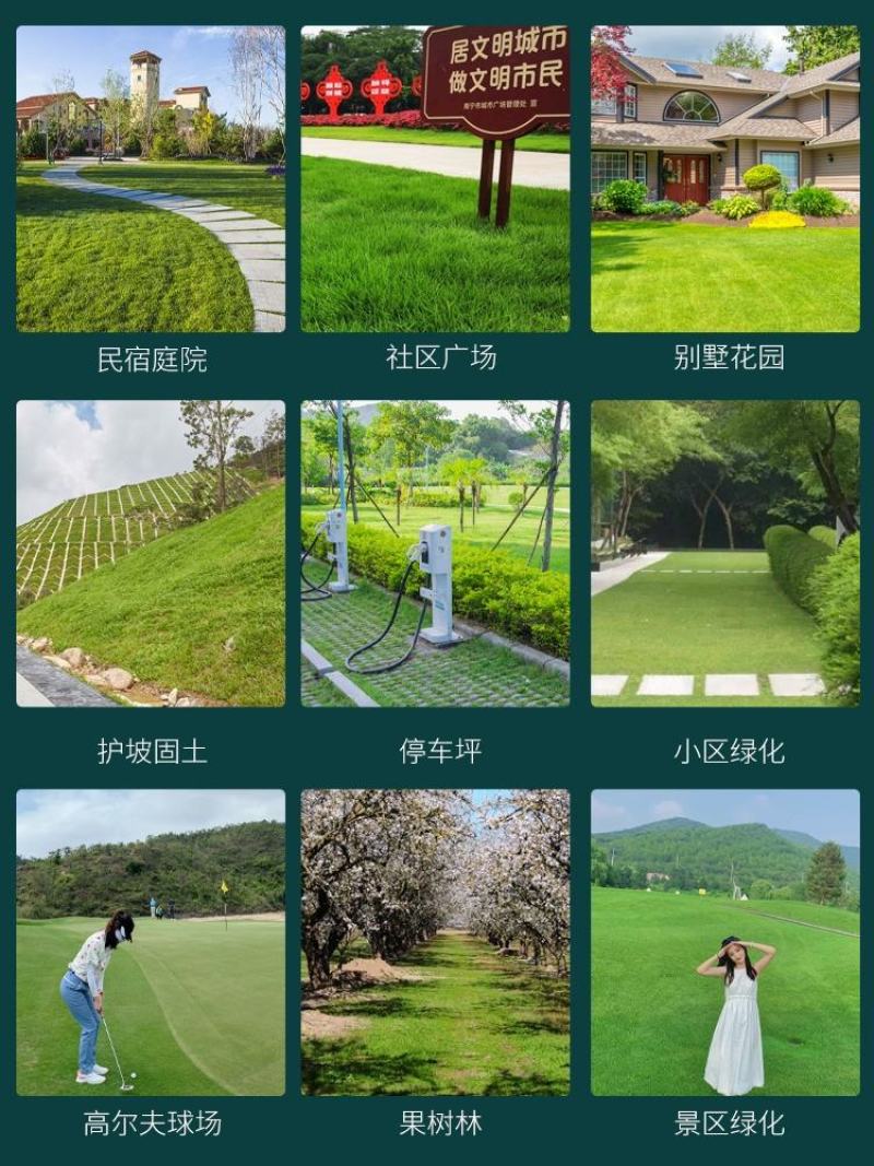 剪股颖种子草坪草种子高尔夫球场别墅庭院绿化草籽