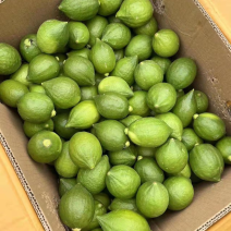 少量一级果自种