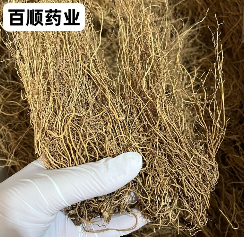 细辛无硫货干颜色好看产地直销量大从优