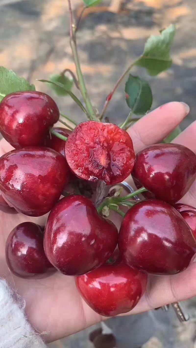 美早樱桃，红灯樱桃黄蜜樱桃等品种大量上市全国发货保质保量