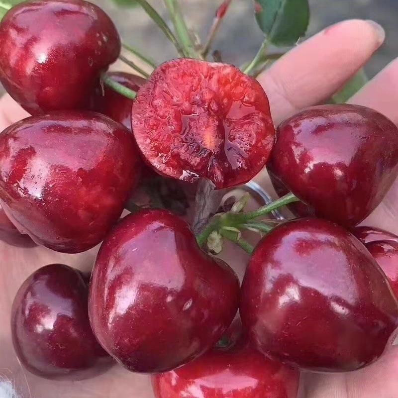 美早樱桃，红灯樱桃黄蜜樱桃等品种大量上市全国发货保质保量