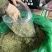 金银花一手货源颜色纯青色含量高无杂质干货量大从优