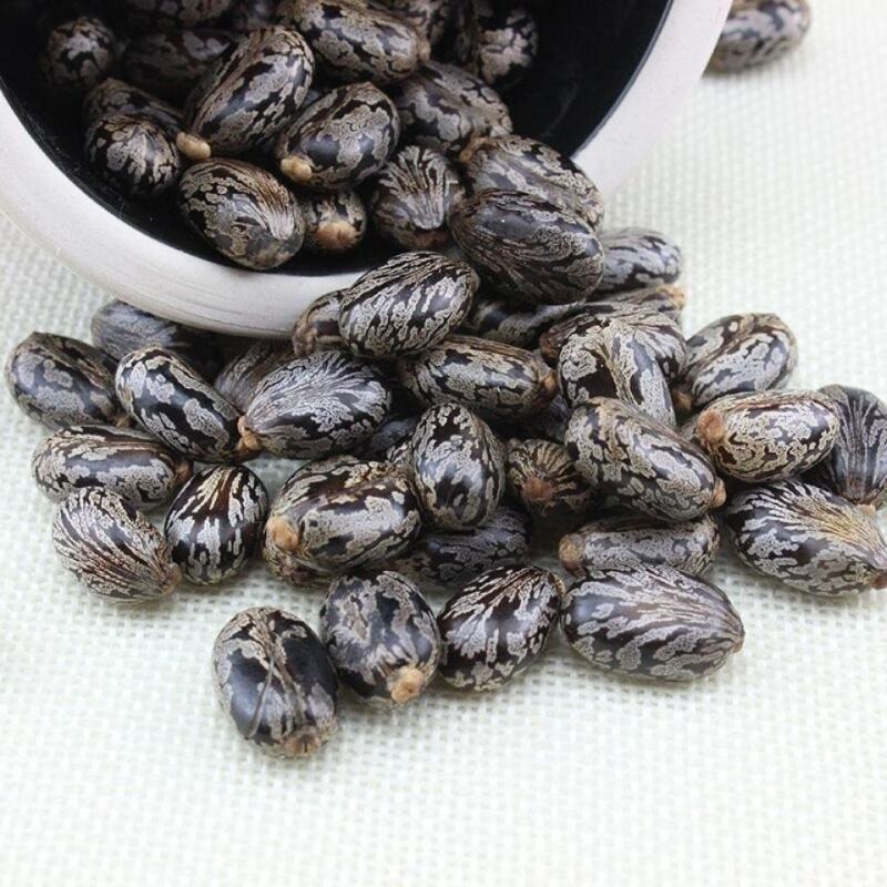 蓖麻子蓖麻子药用非种子颗粒饱满均匀一公斤起