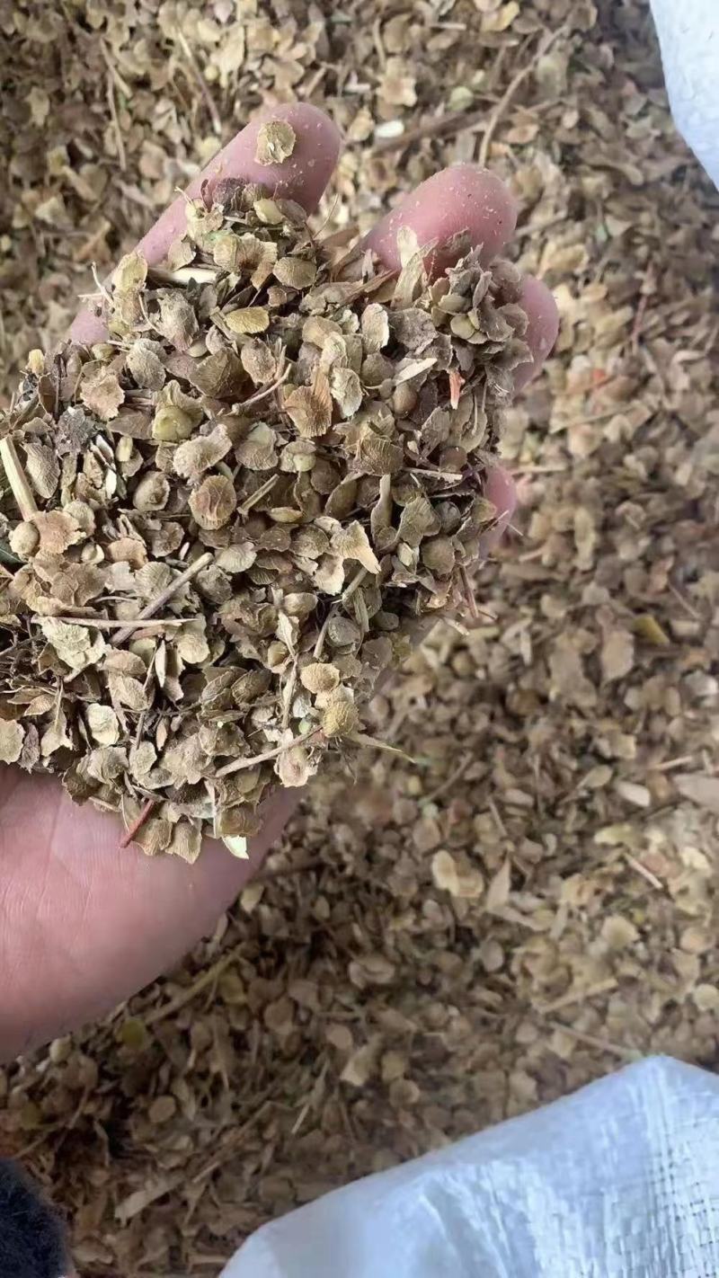 臭椿种子。辽宁货源，净度好，饱满度好