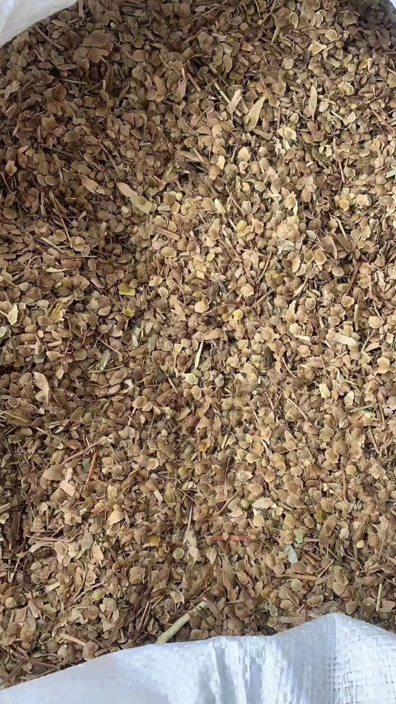 臭椿种子。辽宁货源，净度好，饱满度好