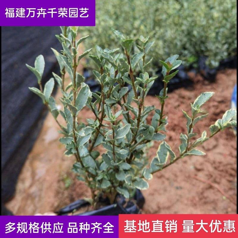 花叶女贞袋苗银姬小蜡球类园林工程庭院别墅绿化