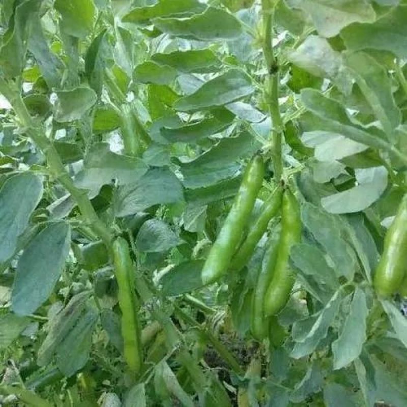 四川大白胡豆上市了大量现货每天可出货100吨