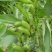 四川大白胡豆上市了大量现货每天可出货100吨